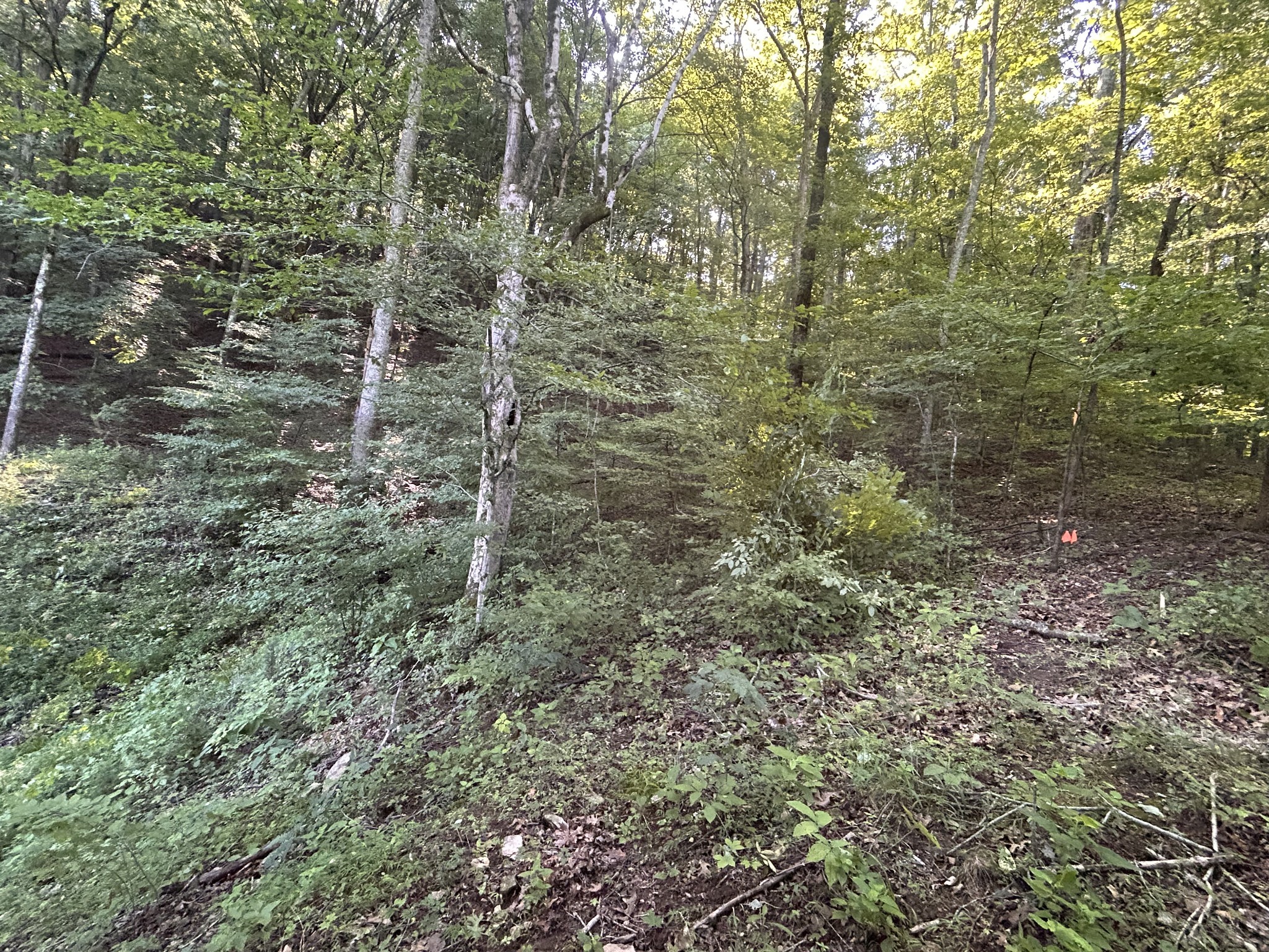 0 East Cave Spring Road Pulaski, TN 38478 - Photo 51 of 93