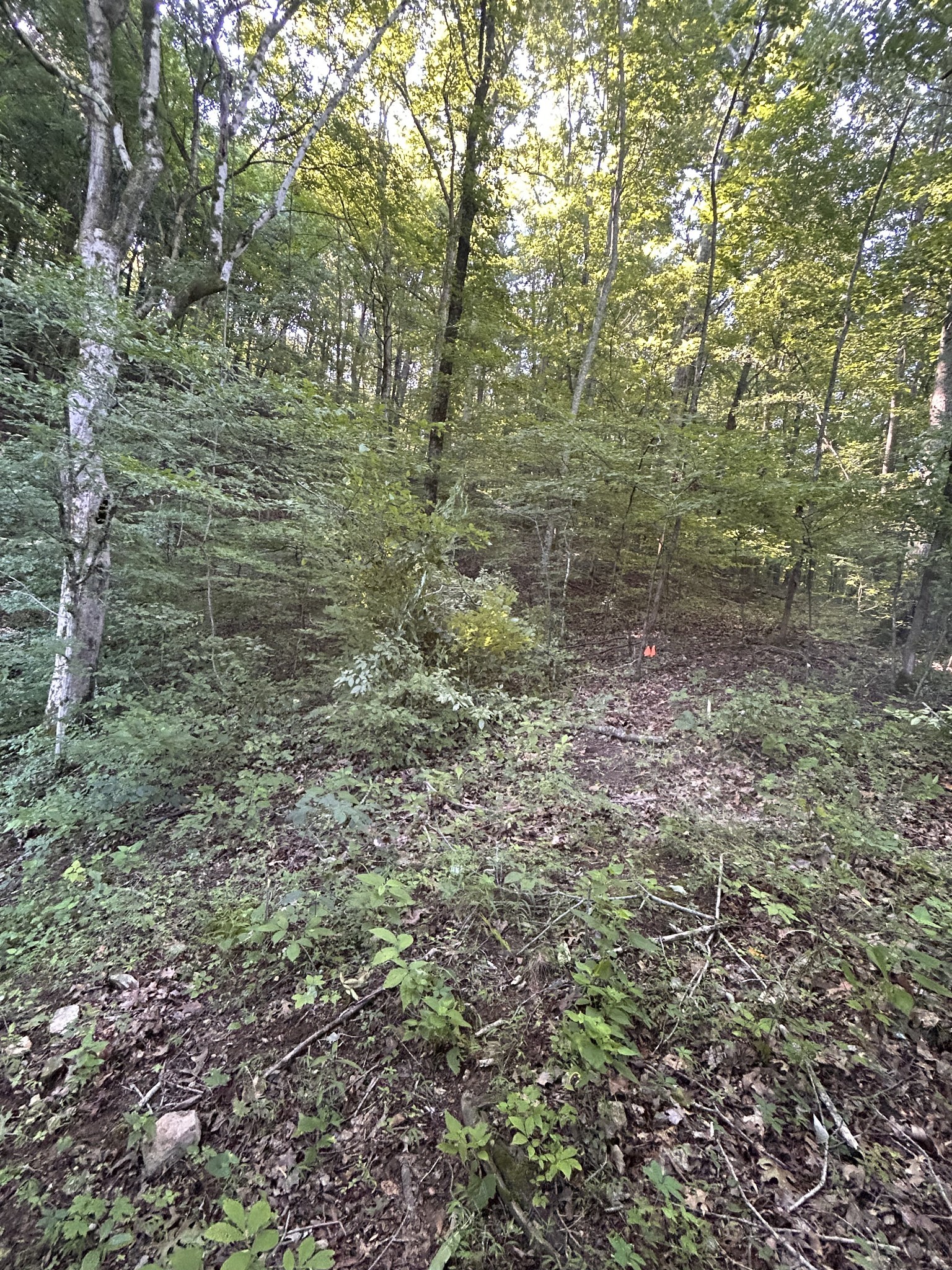 0 East Cave Spring Road Pulaski, TN 38478 - Photo 52 of 93