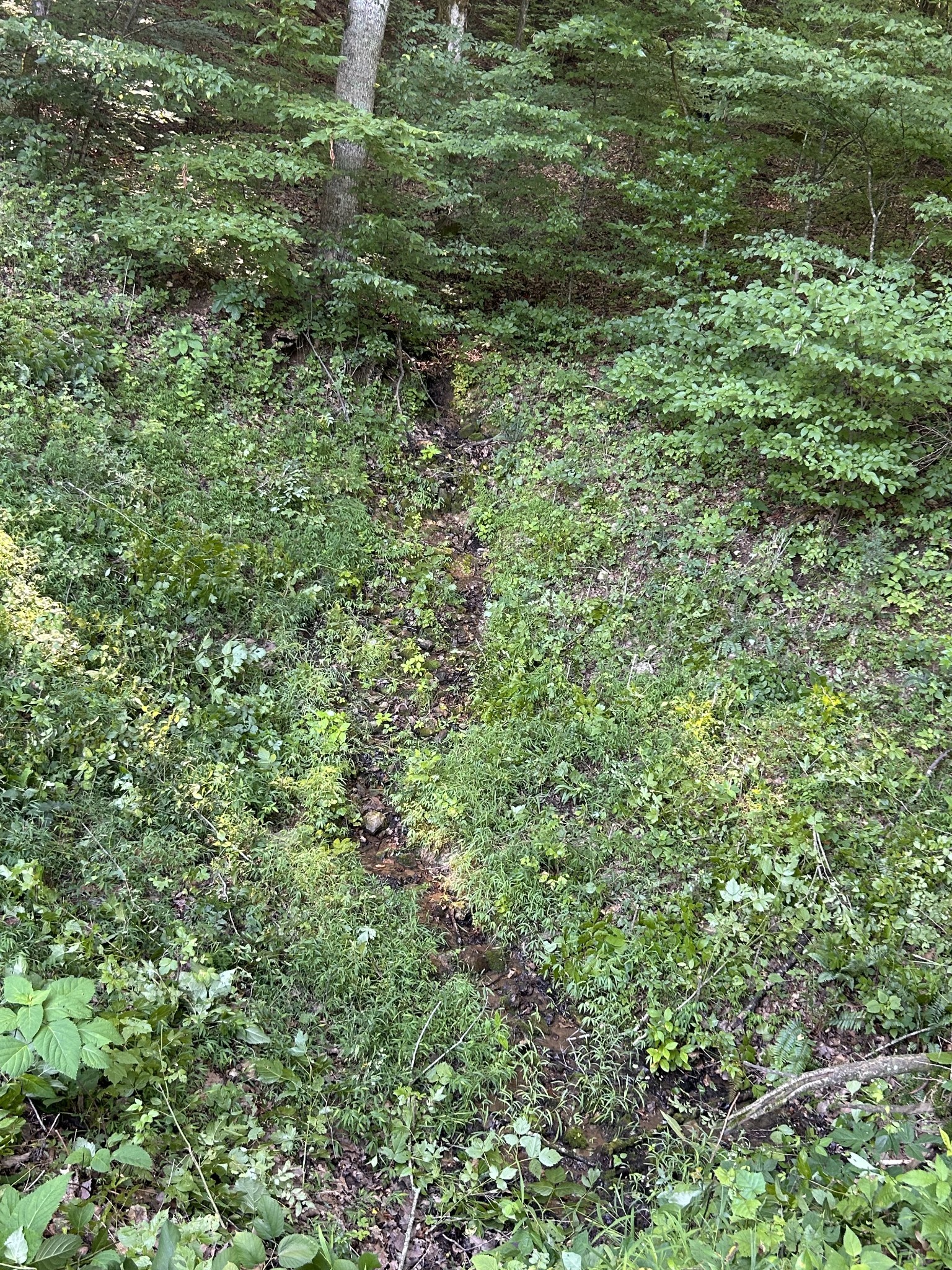 0 East Cave Spring Road Pulaski, TN 38478 - Photo 56 of 93