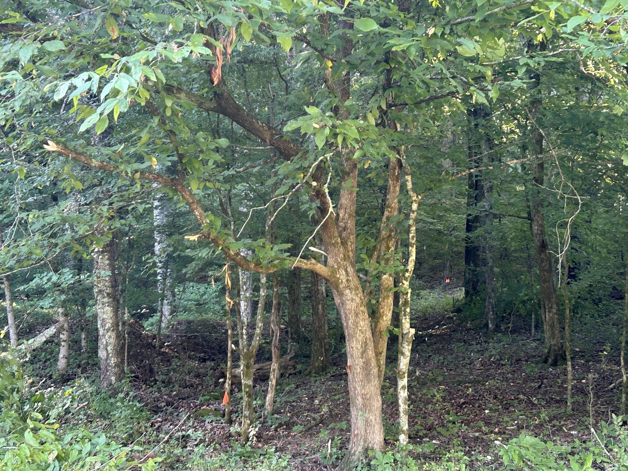 0 East Cave Spring Road Pulaski, TN 38478 - Photo 63 of 93