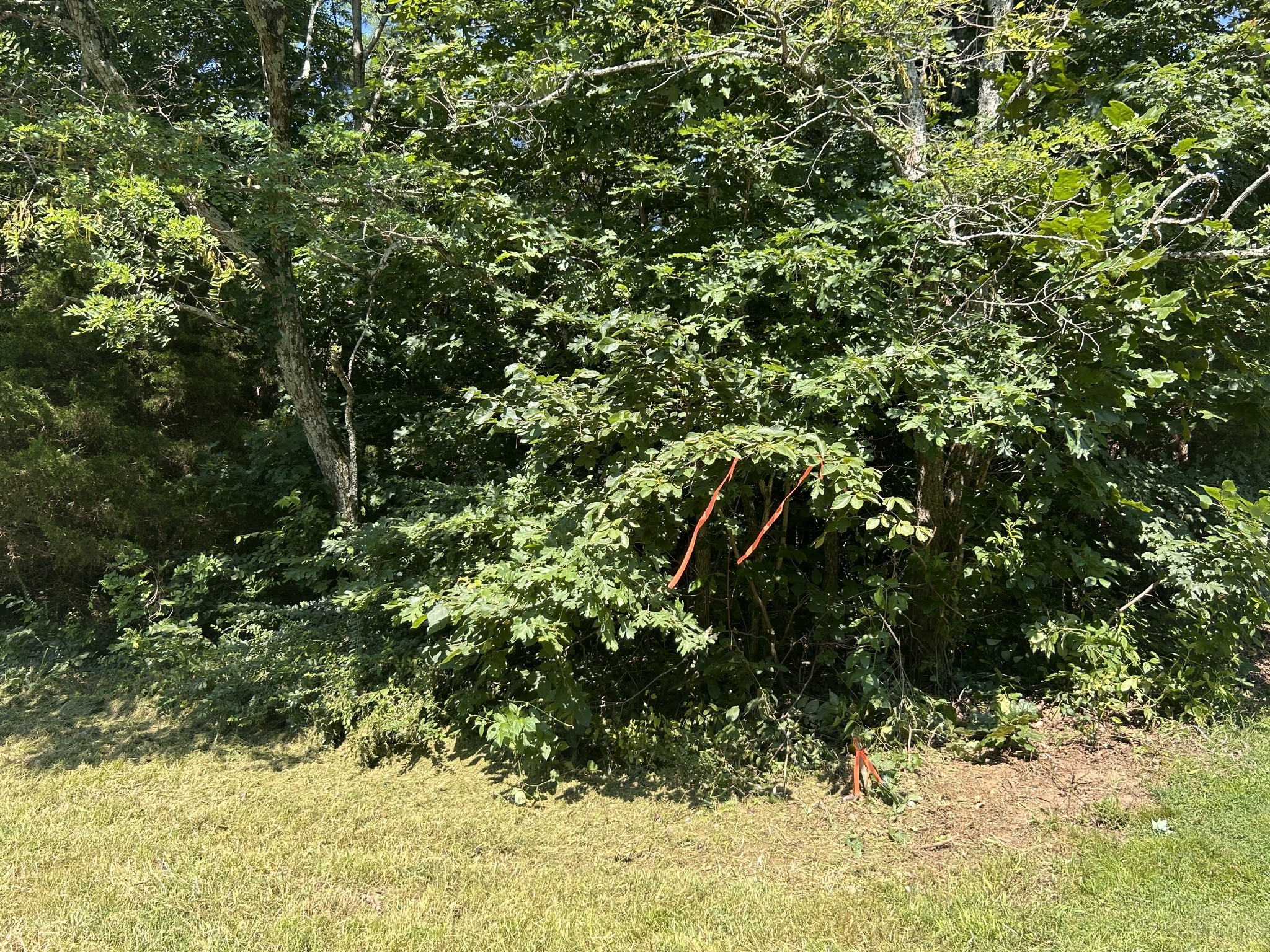 0 East Cave Spring Road Pulaski, TN 38478 - Photo 66 of 93