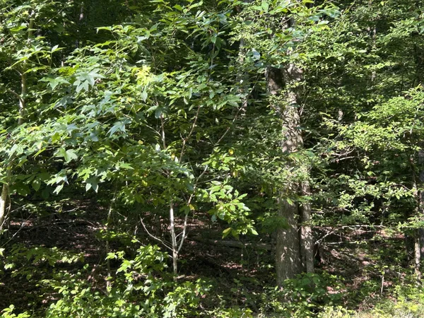 $167,500 | 0 East Cave Spring Road, Pulaski, TN 38478