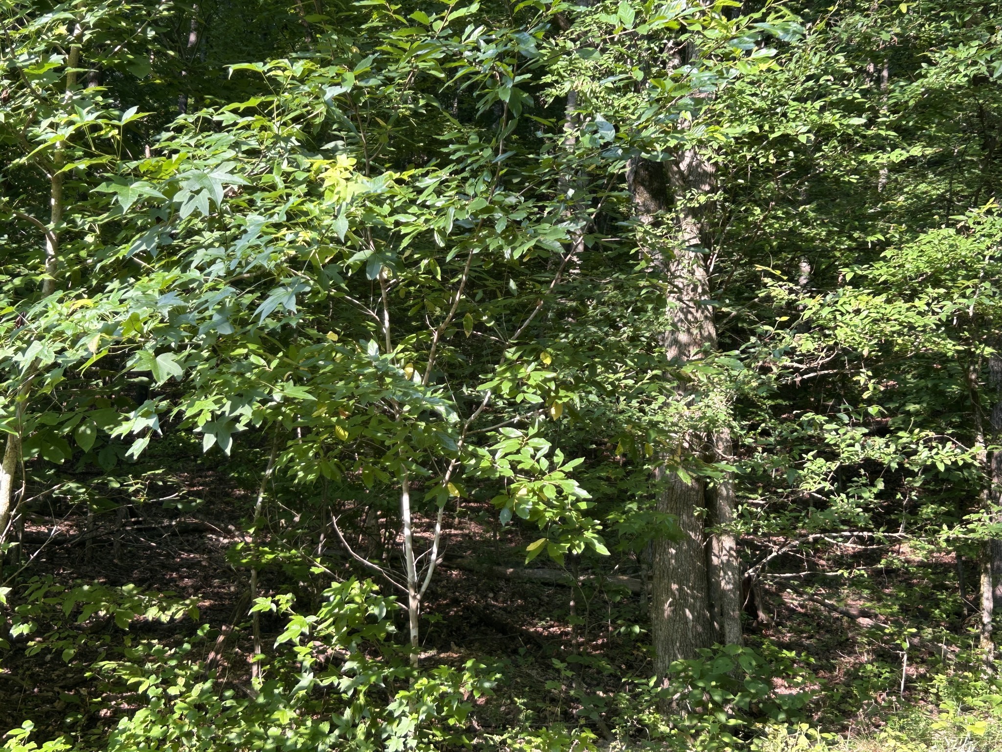 0 East Cave Spring Road Pulaski, TN 38478 - Photo 70 of 93