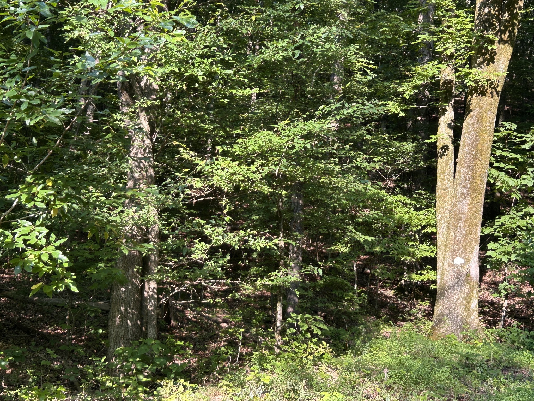 0 East Cave Spring Road Pulaski, TN 38478 - Photo 71 of 93