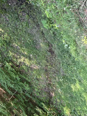 $167,500 | 0 East Cave Spring Road, Pulaski, TN 38478