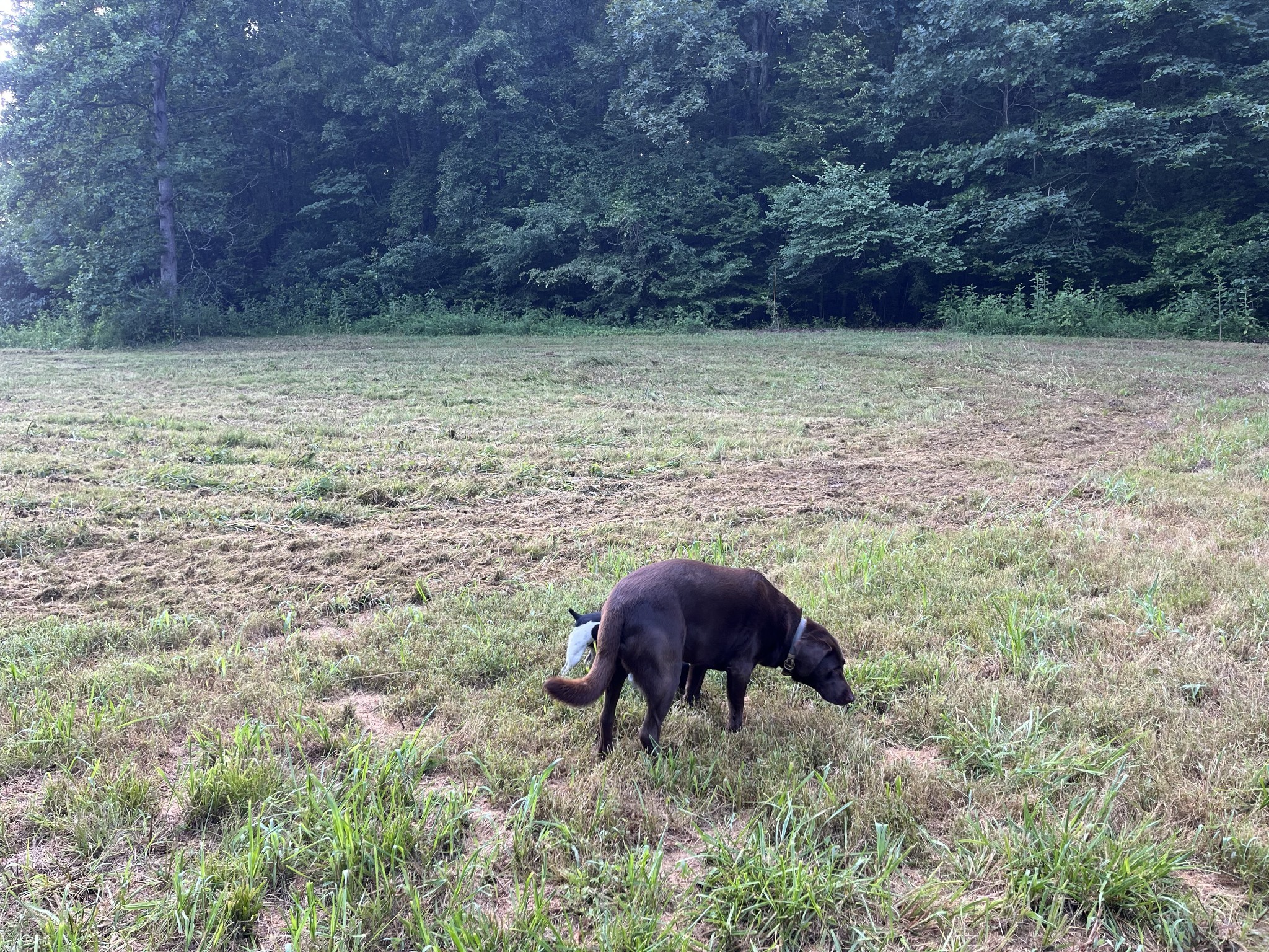 0 East Cave Spring Road Pulaski, TN 38478 - Photo 92 of 93