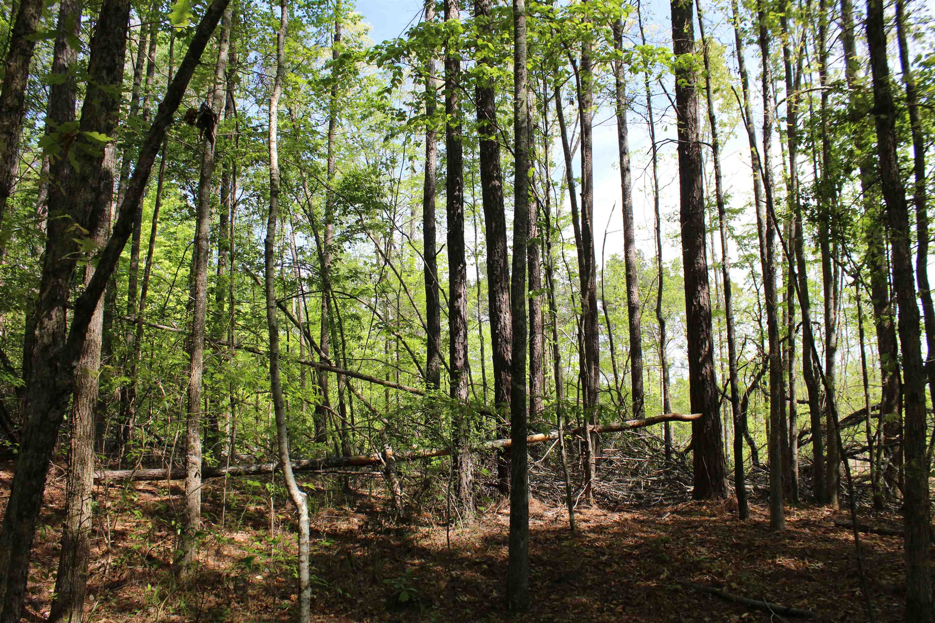 0 Maroney Road Medon, TN 38356 - Photo 15 of 37