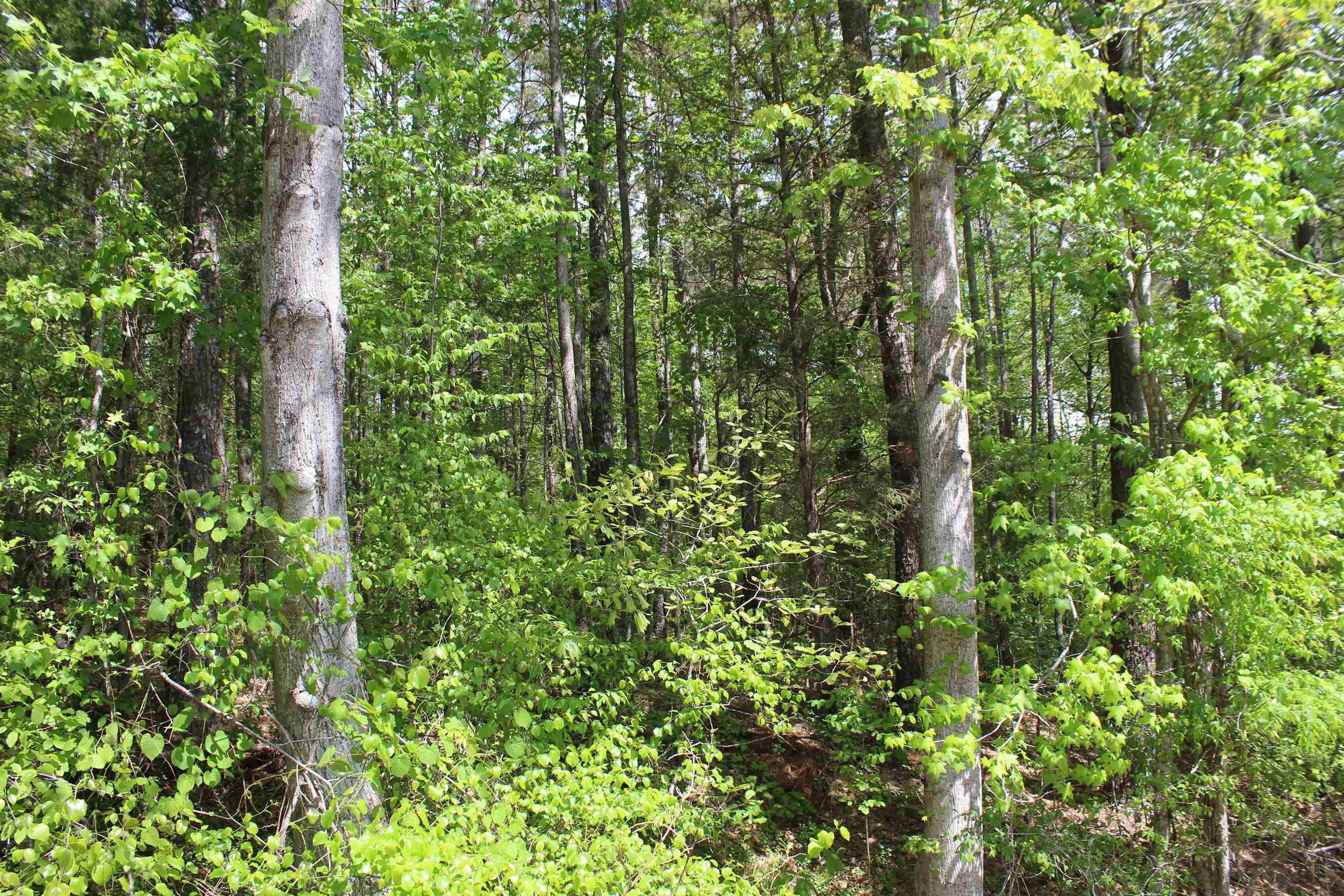 0 Maroney Road Medon, TN 38356 - Photo 28 of 37