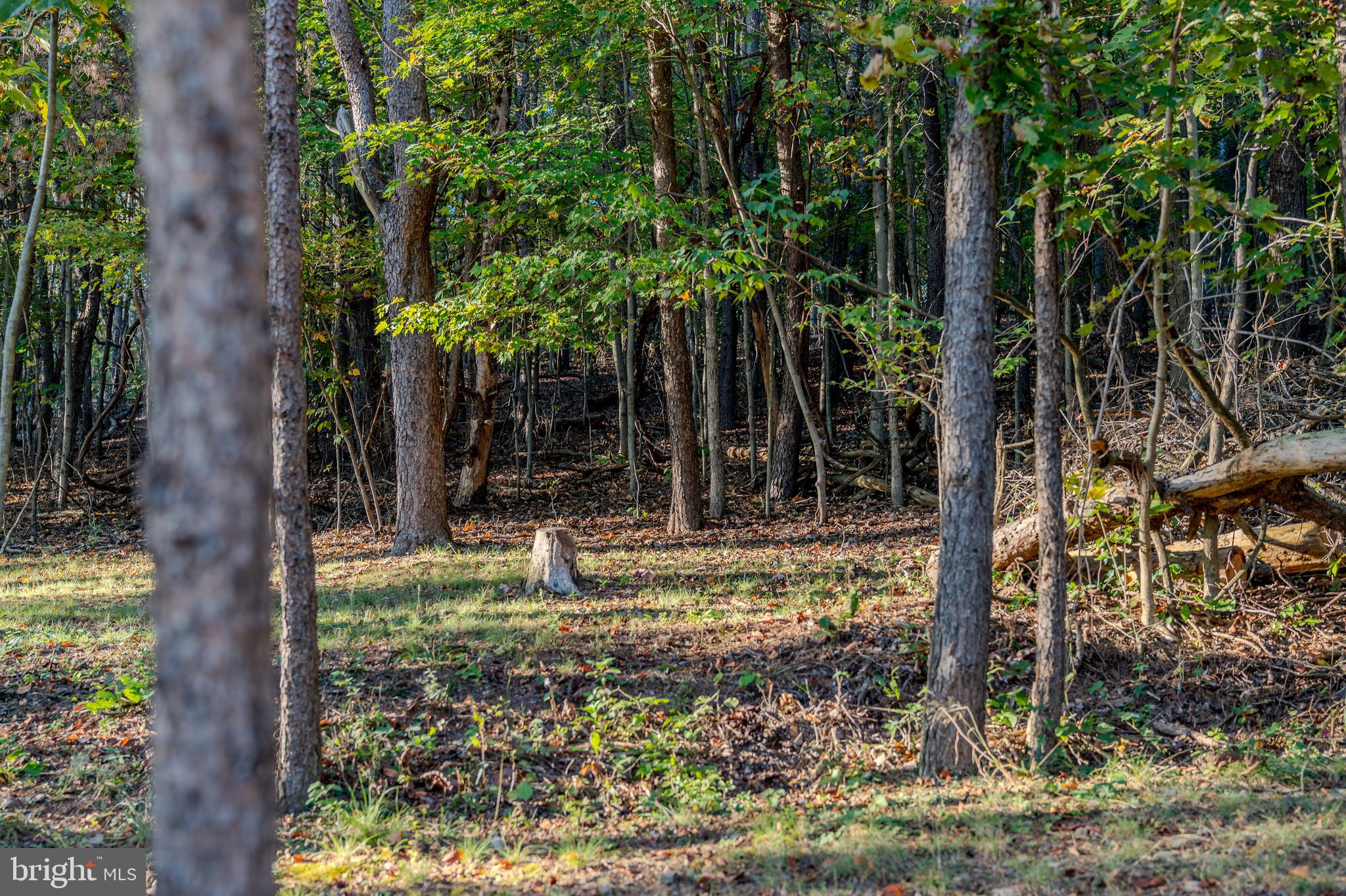 105 Shrefflers Lane McClure, PA 17841 - Photo 19 of 48 a view of a backyard with large trees and plants