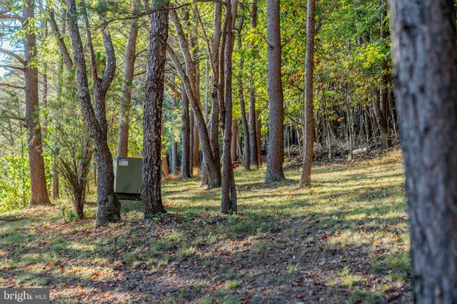 a view of a yard with plants and trees