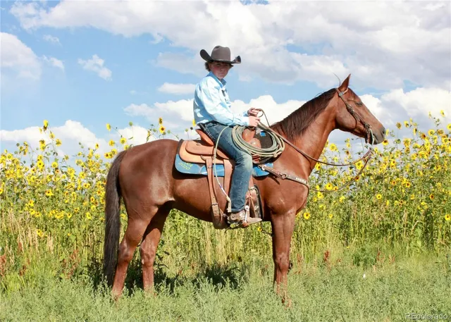 $4,750,000 | 51273 County Road X, Saguache, CO 81149