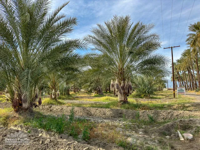 a view of a yard with palm trees