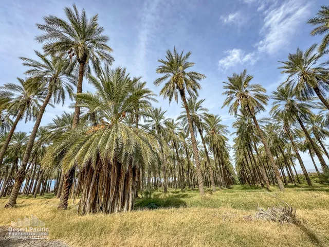 a palm tree sitting in front of a house with a yard