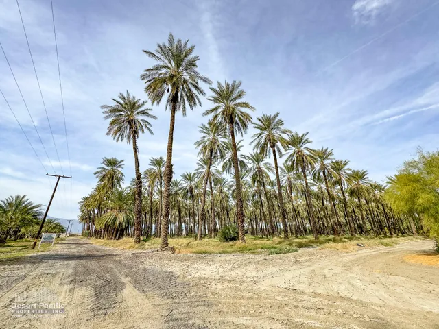 a view of a yard with plants and trees