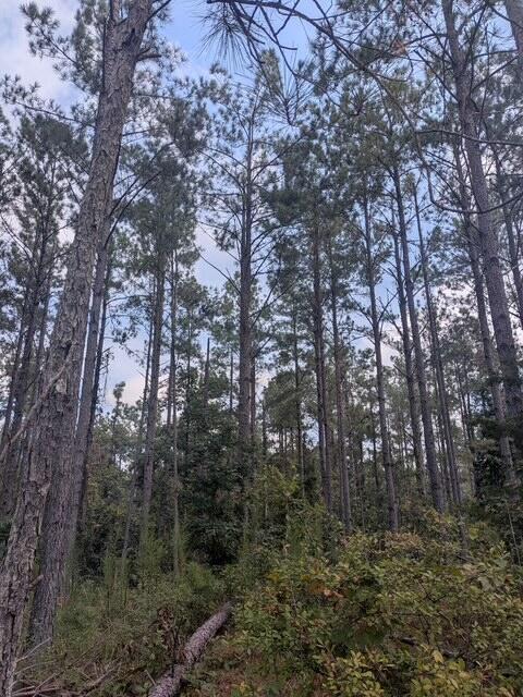 331 Co Road Corinth, MS 38834 - Photo 7 of 10 Gallery Image 7
