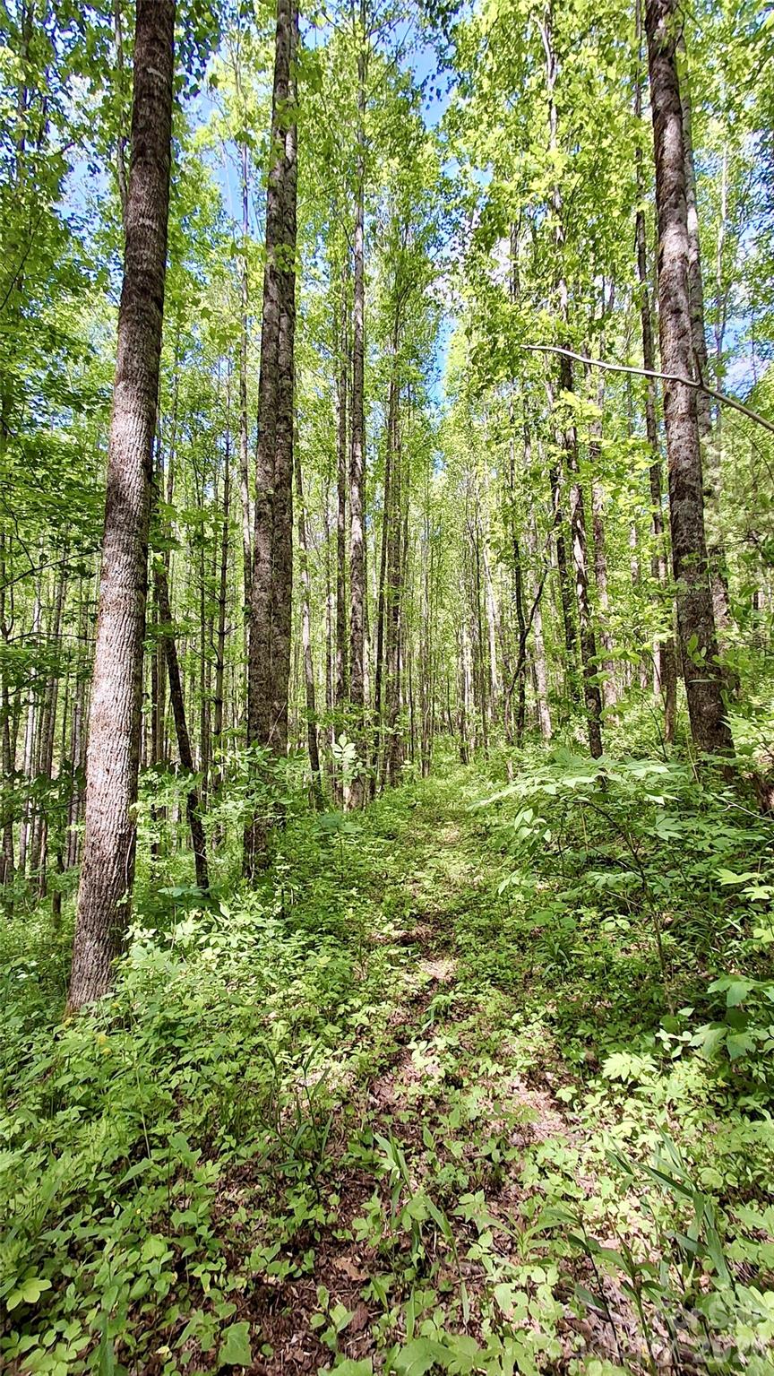 0 Cold Mountain Road Highlands, NC 28741 - Photo 27 of 46 a big yard with lots of green space and trees