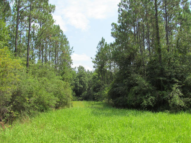 294-ac West Indian Creek Ranch Road DeFuniak Springs, FL 32435 - Photo 11 of 24 20140805194654105227000000-o