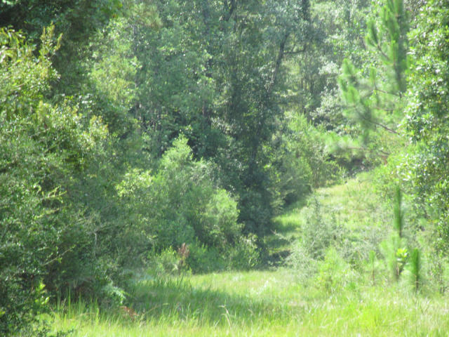 294-ac West Indian Creek Ranch Road DeFuniak Springs, FL 32435 - Photo 12 of 24 20140805194715916536000000-o