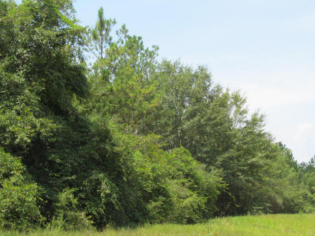 294-ac West Indian Creek Ranch Road DeFuniak Springs, FL 32435 - Photo 13 of 24 20140805194738672037000000-o