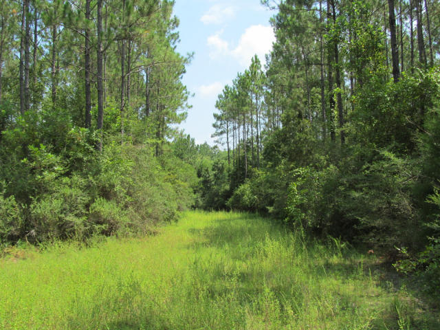 294-ac West Indian Creek Ranch Road DeFuniak Springs, FL 32435 - Photo 14 of 24 20140805194830510050000000-o
