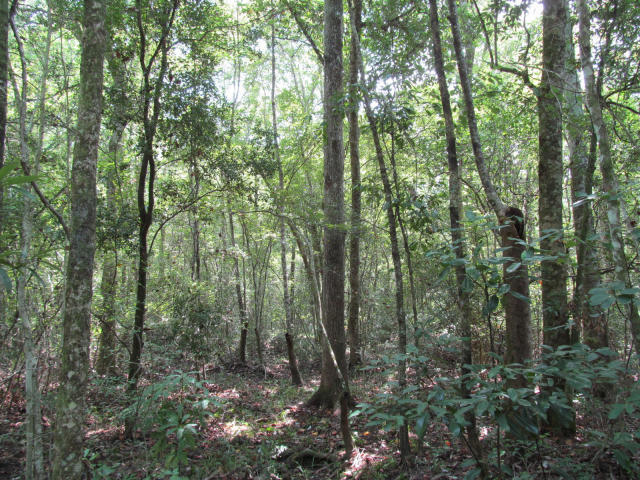 294-ac West Indian Creek Ranch Road DeFuniak Springs, FL 32435 - Photo 15 of 24 20140805194901253532000000-o