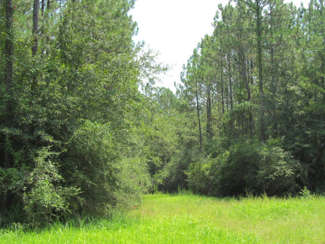 294-ac West Indian Creek Ranch Road DeFuniak Springs, FL 32435 - Photo 16 of 24 20140805194933743539000000-o