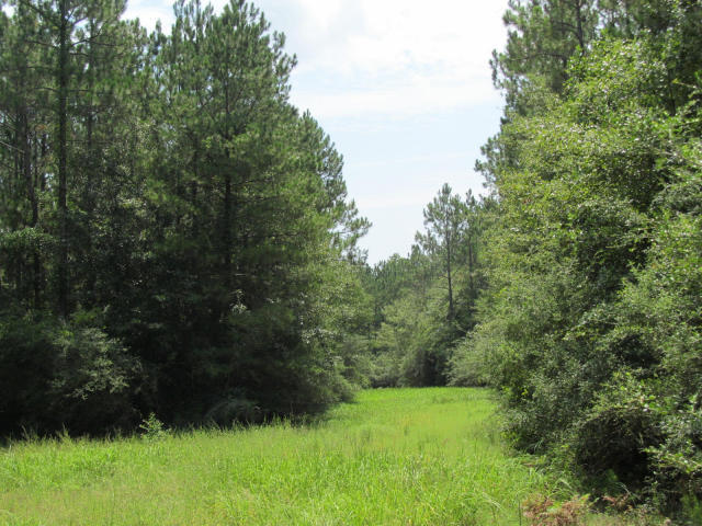 294-ac West Indian Creek Ranch Road DeFuniak Springs, FL 32435 - Photo 17 of 24 20140805194956856627000000-o