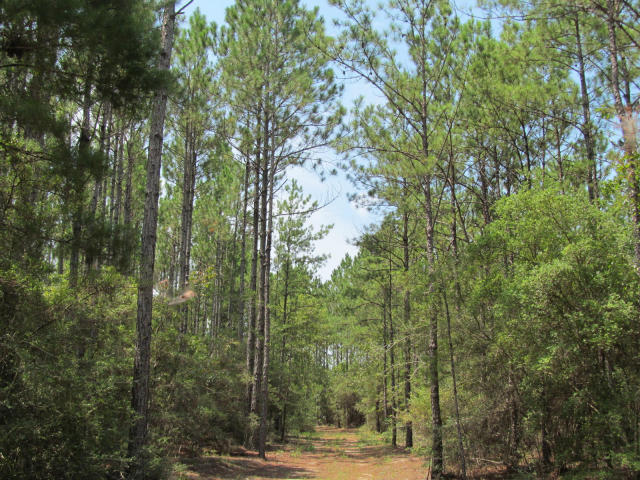 294-ac West Indian Creek Ranch Road DeFuniak Springs, FL 32435 - Photo 2 of 24 20140805194320406262000000-o