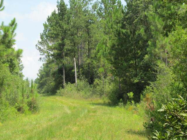 294-ac West Indian Creek Ranch Road DeFuniak Springs, FL 32435 - Photo 23 of 24 20140805195217989973000000-o