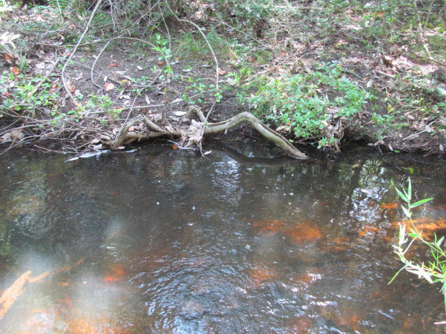 294-ac West Indian Creek Ranch Road DeFuniak Springs, FL 32435 - Photo 7 of 24 20140805194516314273000000-o