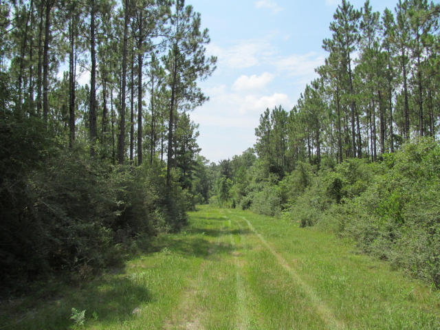 294-ac West Indian Creek Ranch Road DeFuniak Springs, FL 32435 - Photo 10 of 24 20140805194628548872000000-o