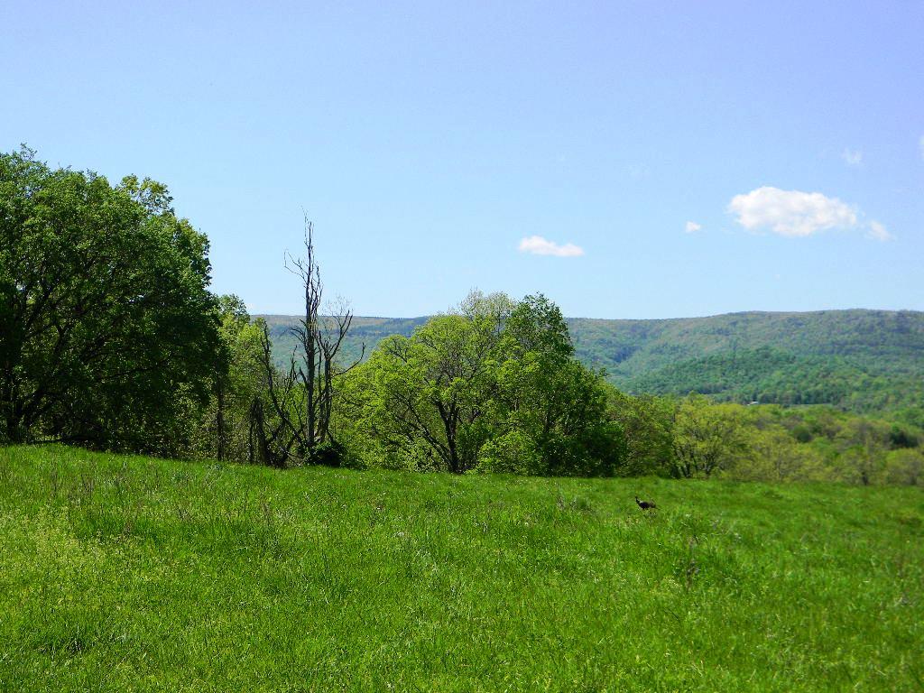 Lowes Gap Road Pikeville, TN 37367 - Photo 2 of 27 DSCN8113