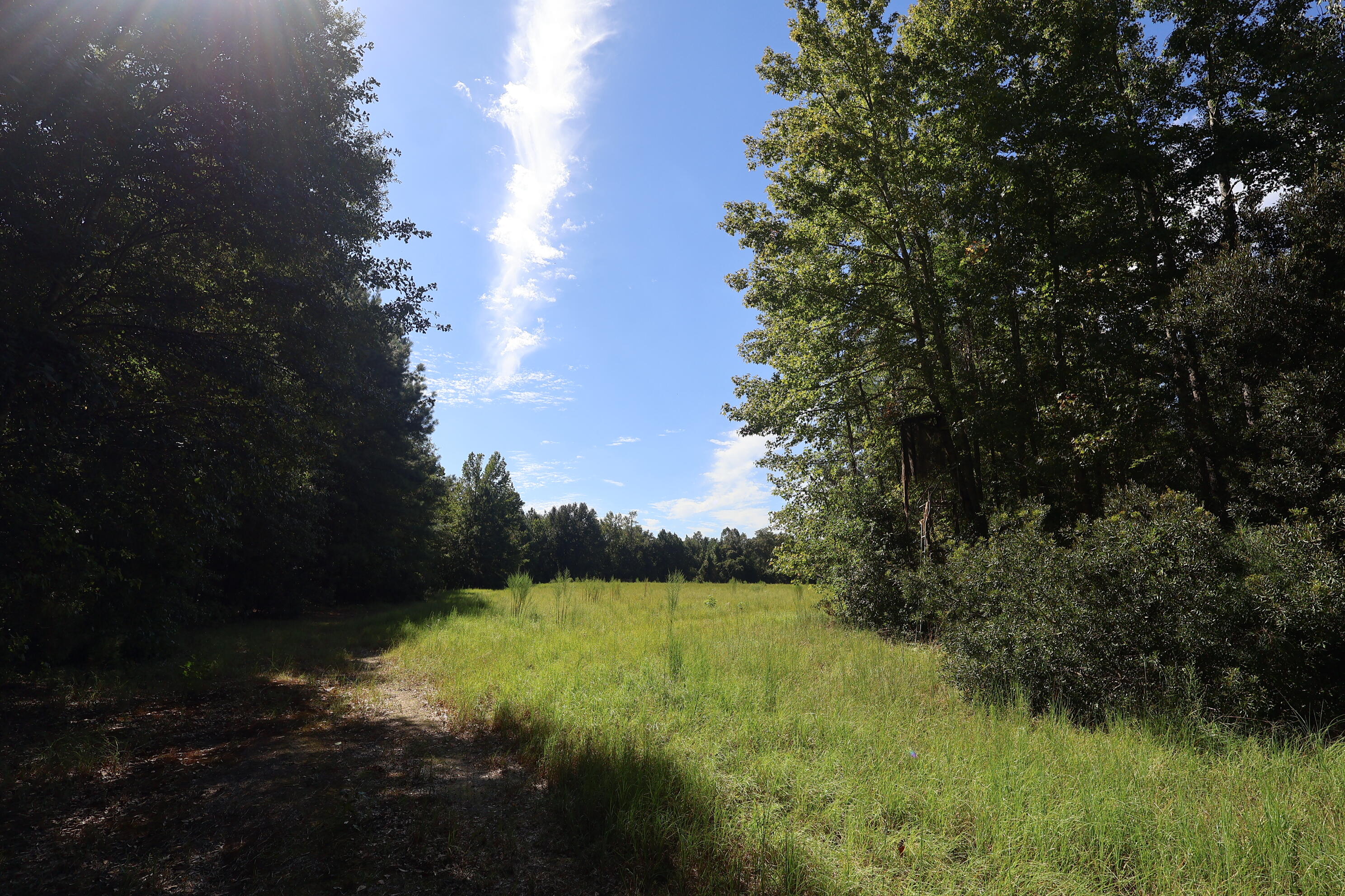 1349 Patton Road Manning, SC 29102 - Photo 3 of 13