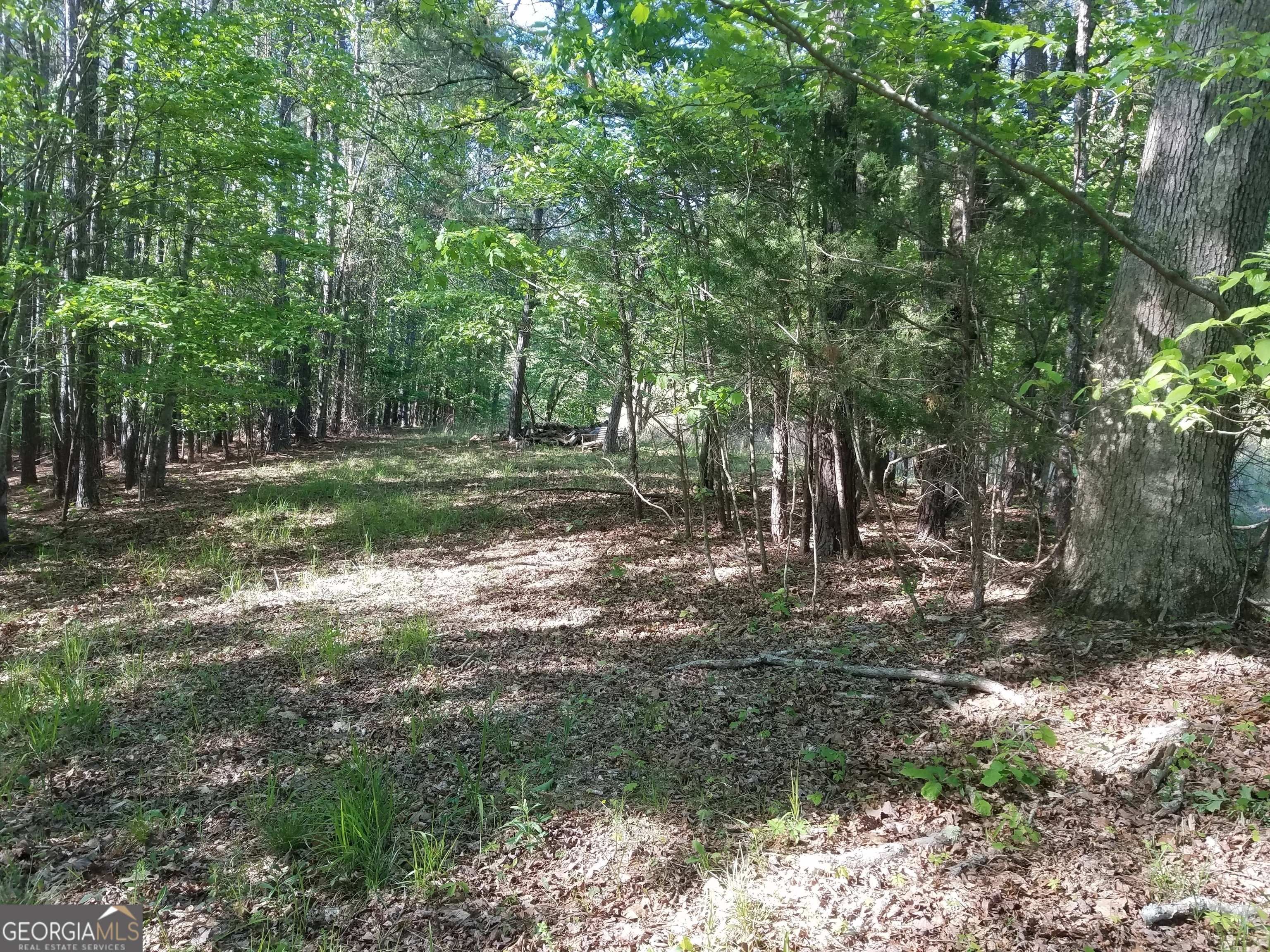 a view of a yard with trees