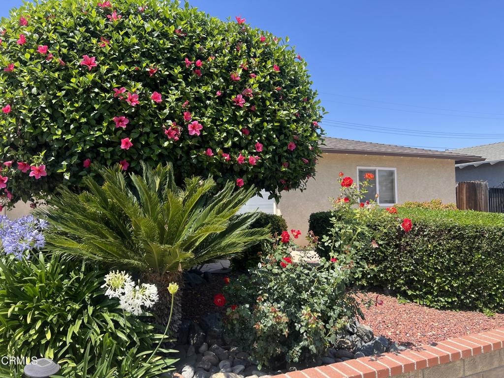 285 2nd Street Moorpark, CA 93021 - Photo 29 of 35 a flower plants in front of a house