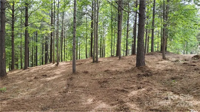 a view of a forest with trees in the background