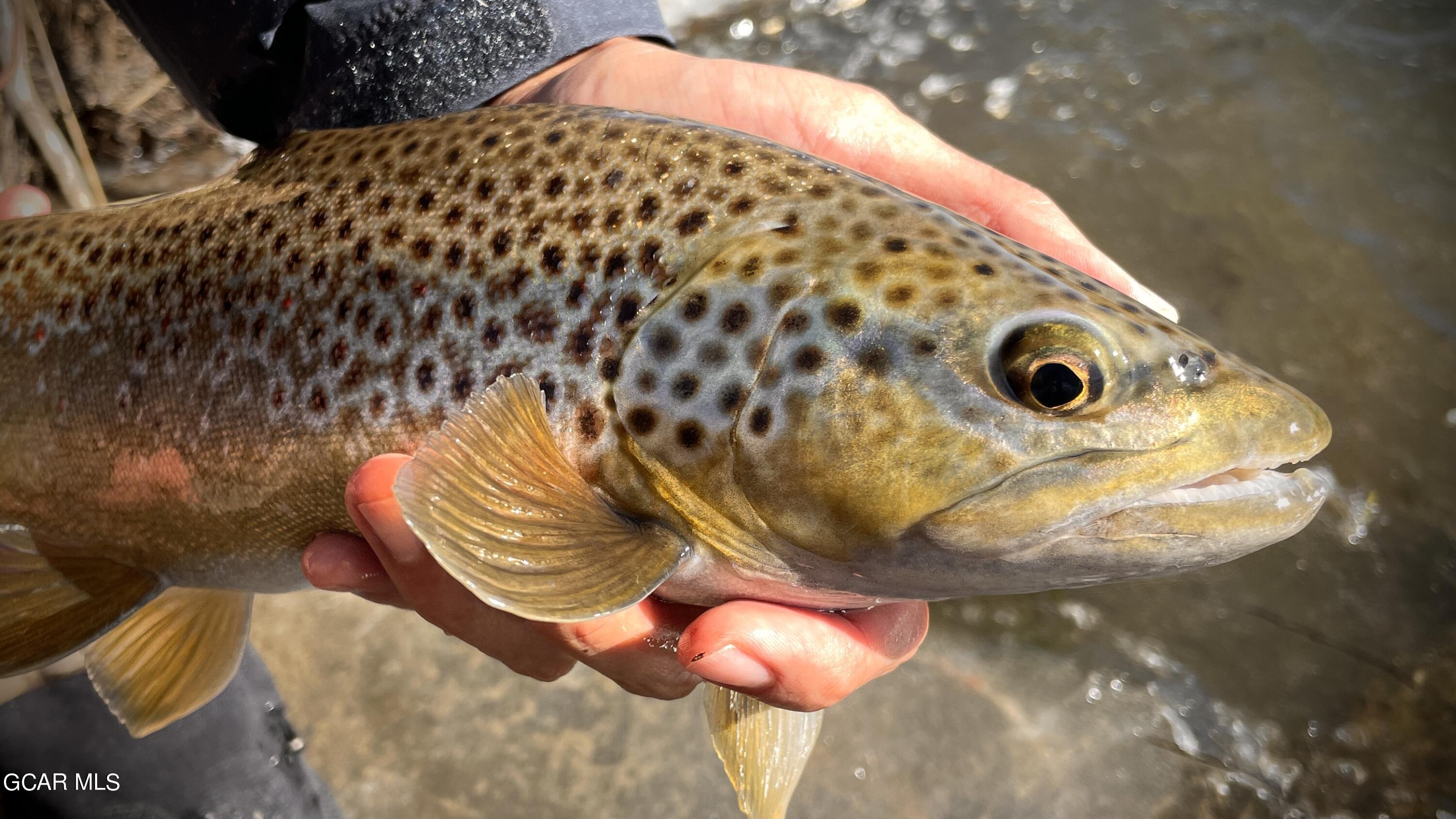 1921 Highway 9 Kremmling, CO 80459 - Photo 28 of 86 IMG_1893