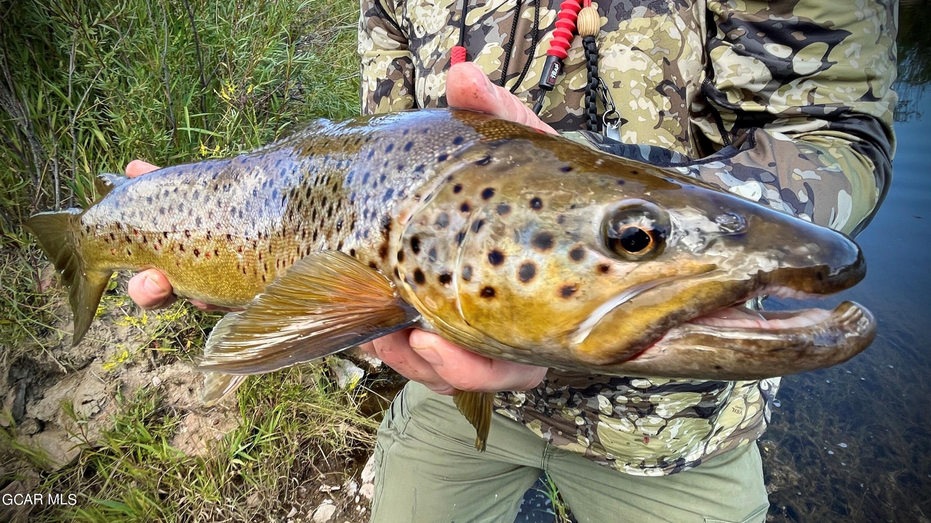 1921 Highway 9 Kremmling, CO 80459 - Photo 5 of 86 Muddy Creek Monster