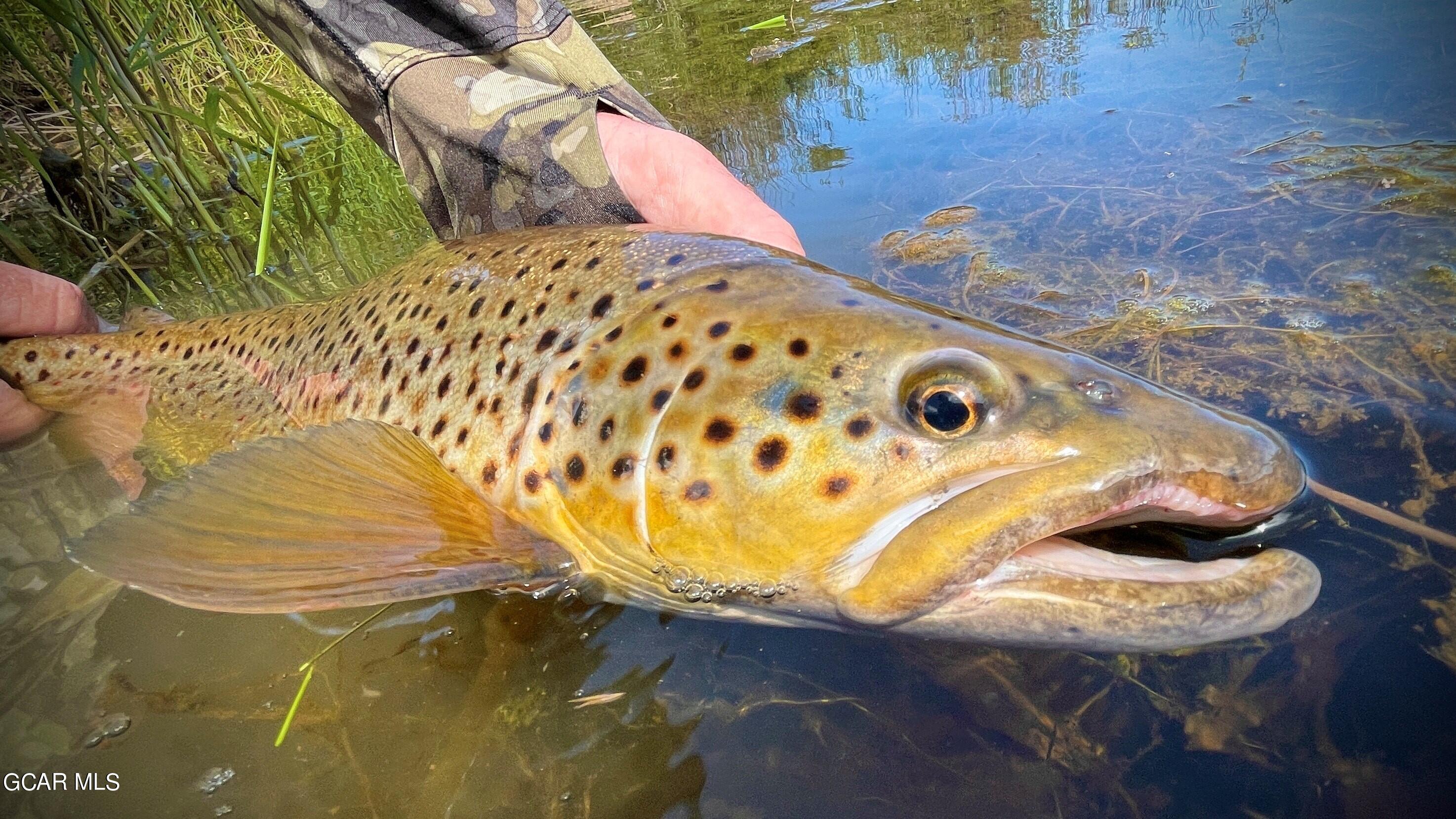 1921 Highway 9 Kremmling, CO 80459 - Photo 10 of 86 Muddy Creek 23 inch Brown