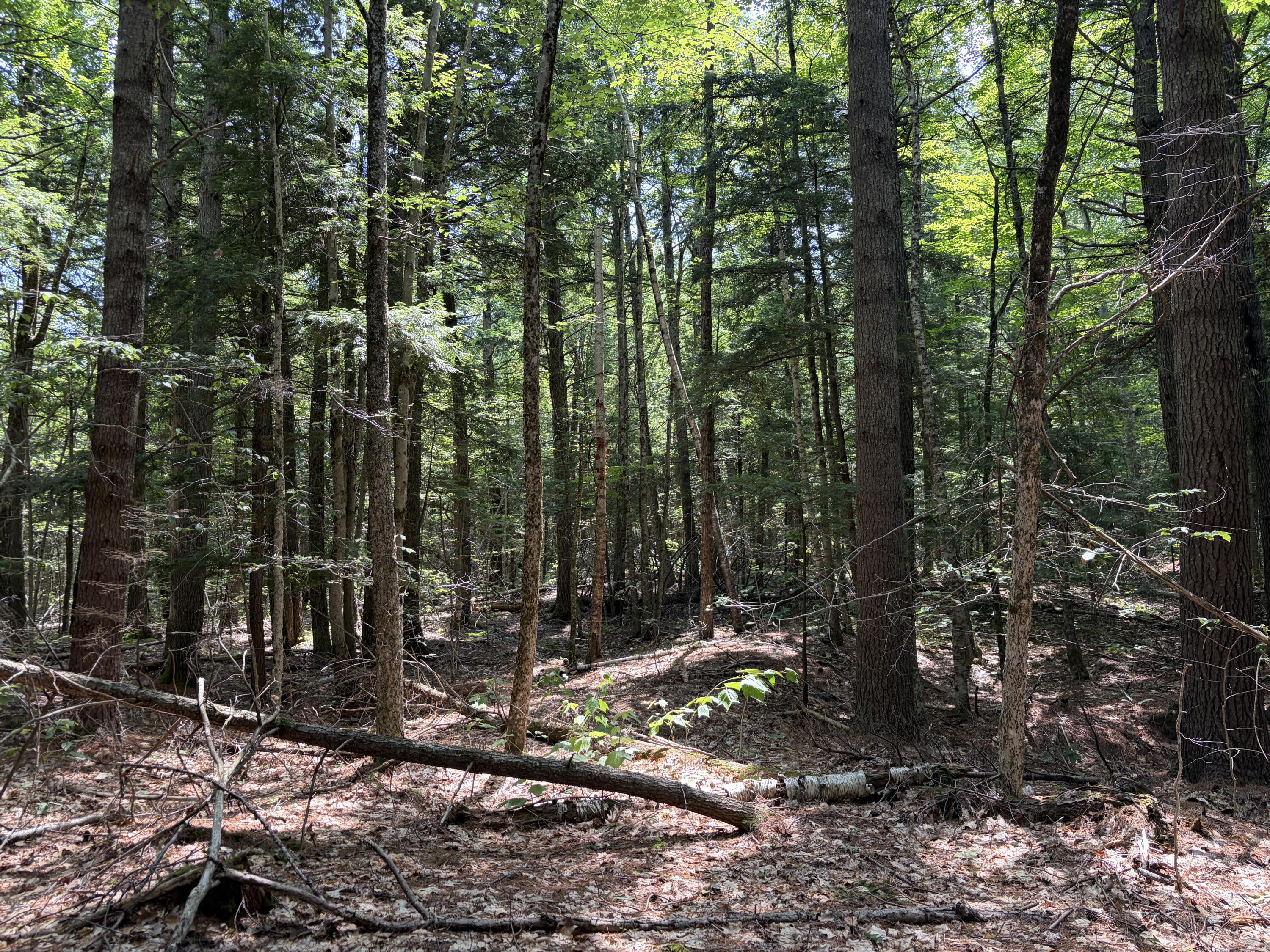 32-acres Belden Woods Road Palermo, ME 04354 - Photo 13 of 28 IMG_8293