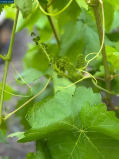 $1,648,000 | 109 Posada Court, San Ramon, CA 94583