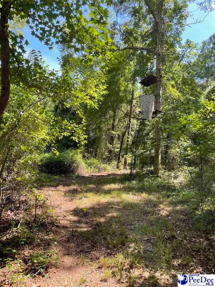 0 Twin Church Road Timmonsville, SC 29161 - Photo 9 of 20 Gallery Image 9
