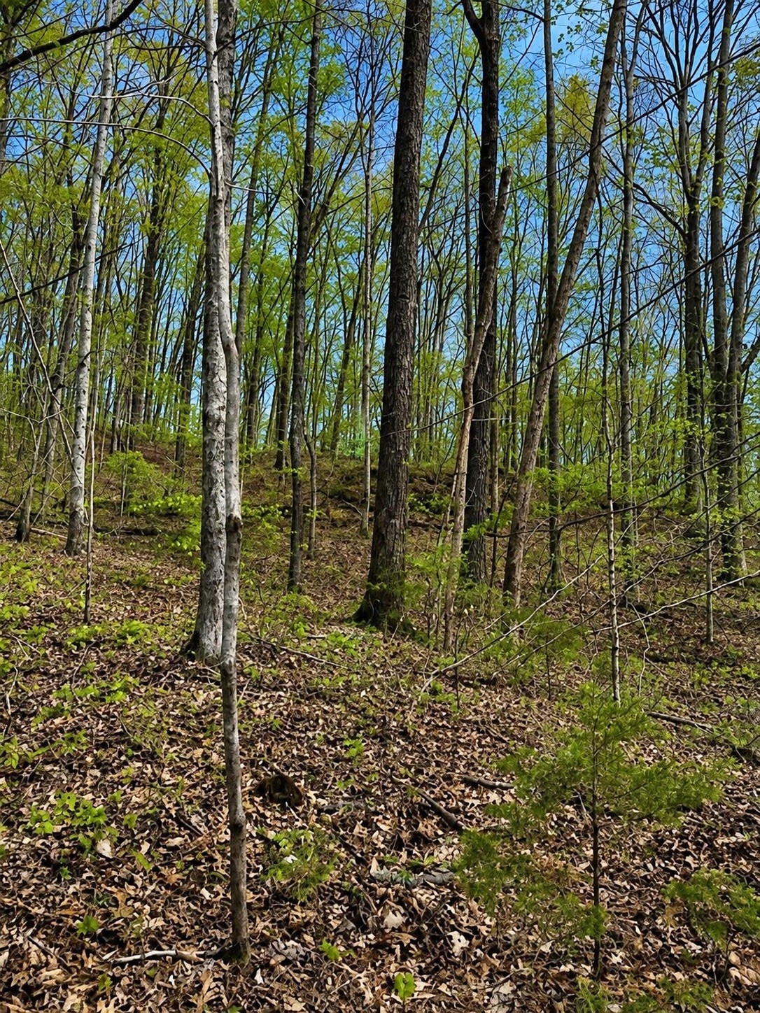 Gallery Image 6