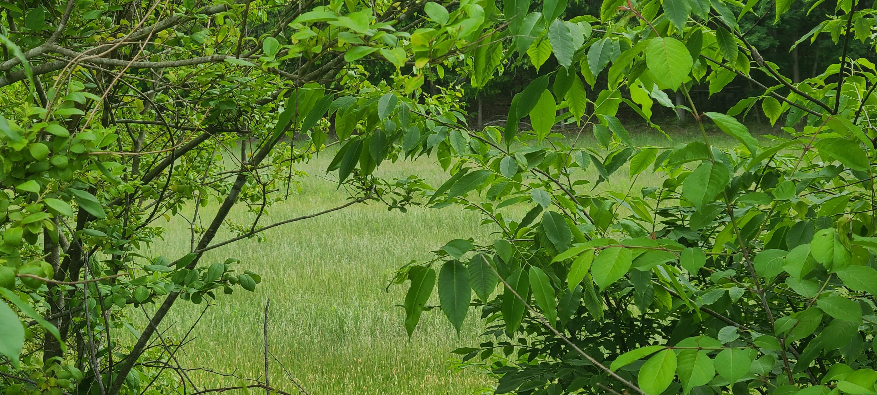 Lot 8 Edwardsville Road Hardy, VA 24101 - Photo 7 of 7 1000003237
