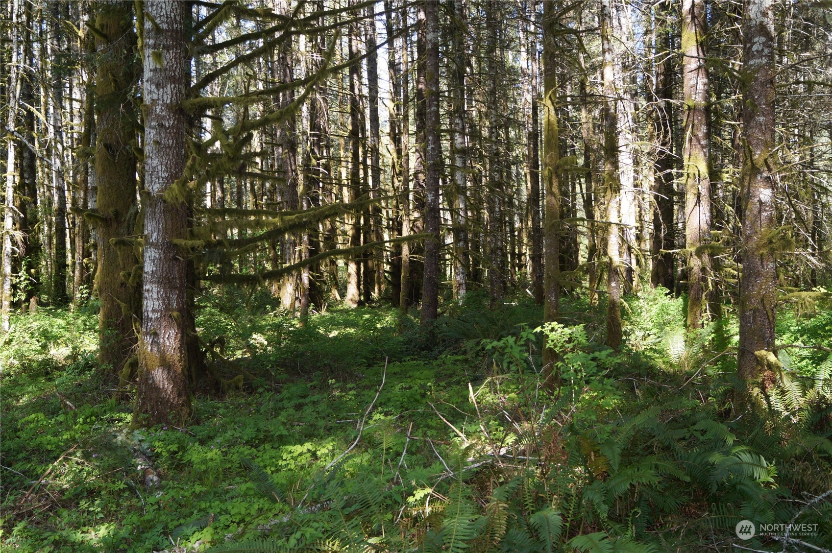 1.9 Garrard Creek Road Rochester, WA 98579 - Photo 4 of 11