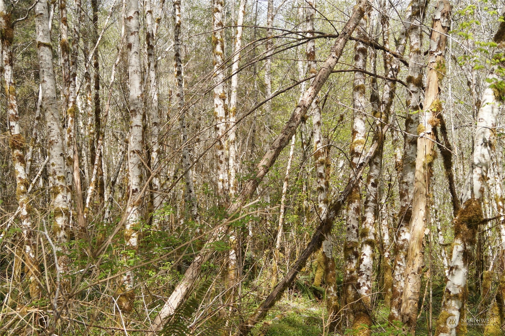 1.9 Garrard Creek Road Rochester, WA 98579 - Photo 10 of 11