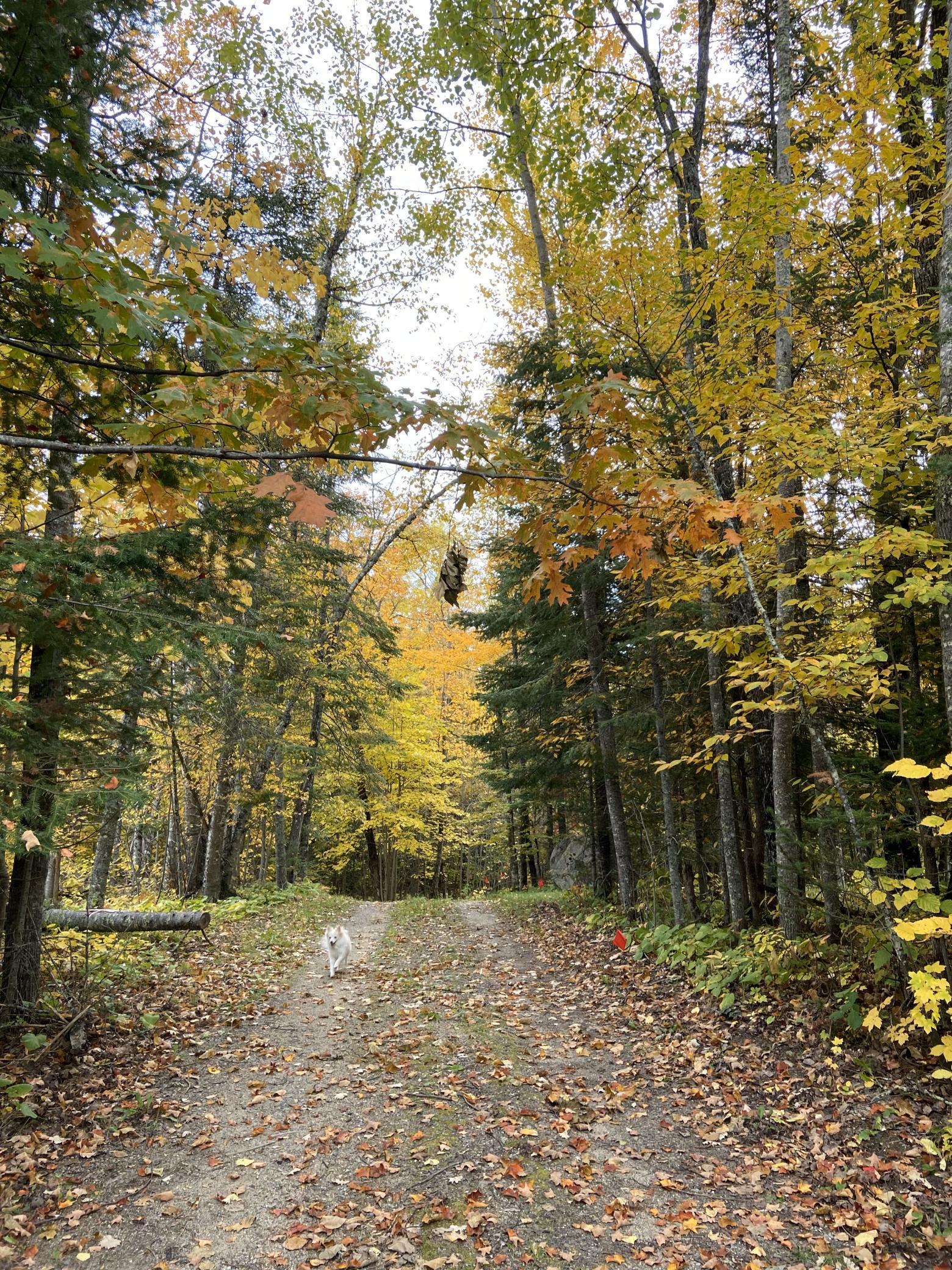 31149 County Road 40 Effie, MN 56639 - Photo 33 of 34