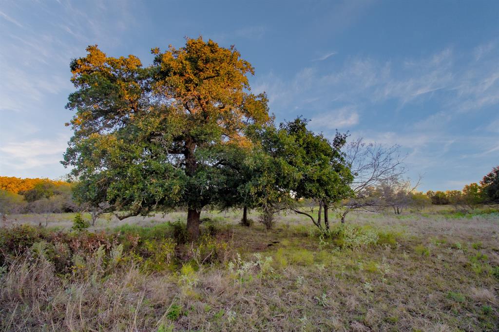 Tbd East Hackley Street Perrin, TX 76486 - Photo 25 of 29 a view of a lush green forest