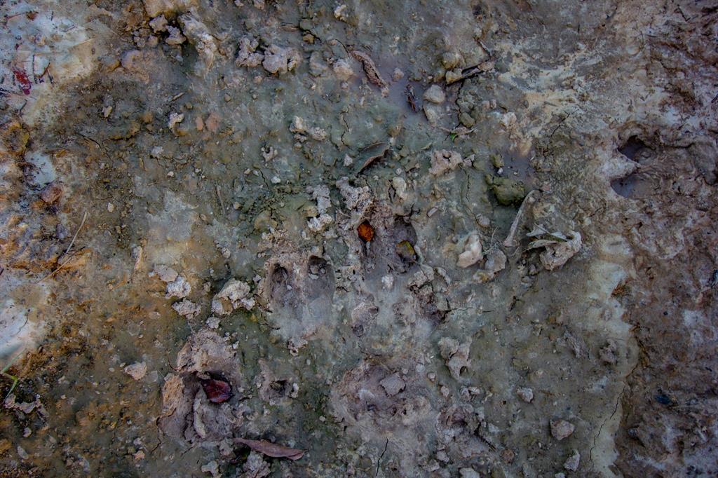 Tbd East Hackley Street Perrin, TX 76486 - Photo 26 of 29 a view of a dry yard with trees all around