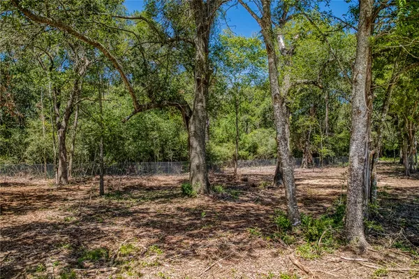 a view of a forest with trees